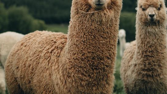 lama