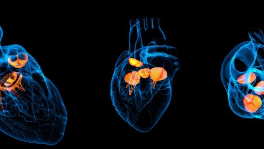 4D heart
