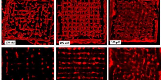 cell research
