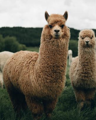 lama