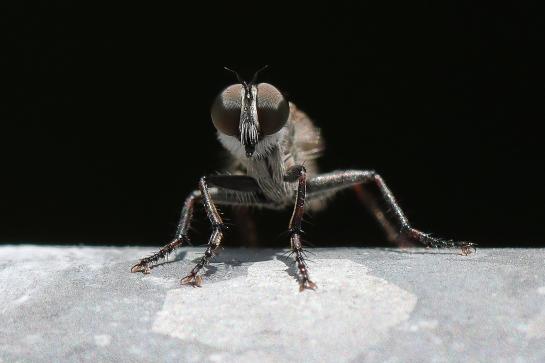 fly