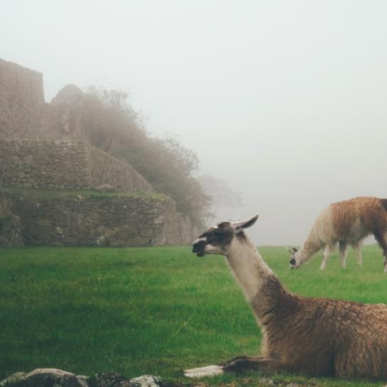 llama
