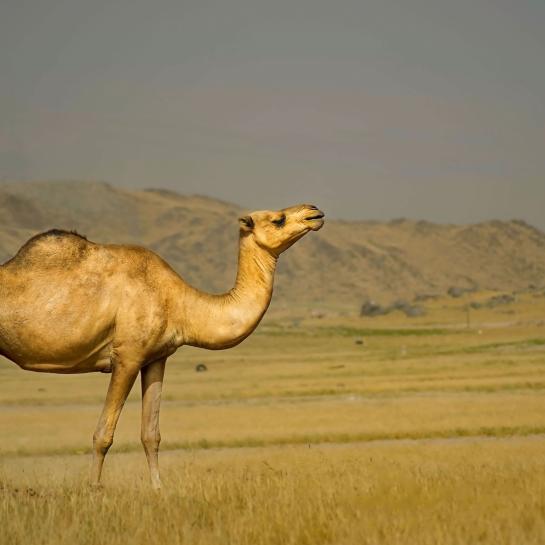 Dromedary